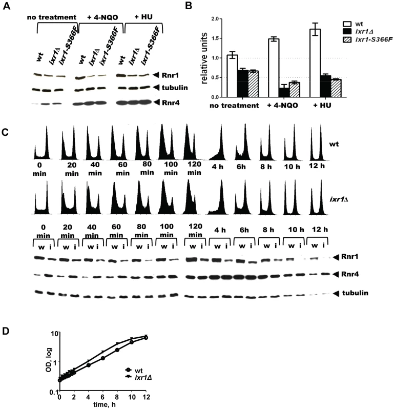 Rnr1 levels are reduced in <i>ixr1</i> after DNA damage.