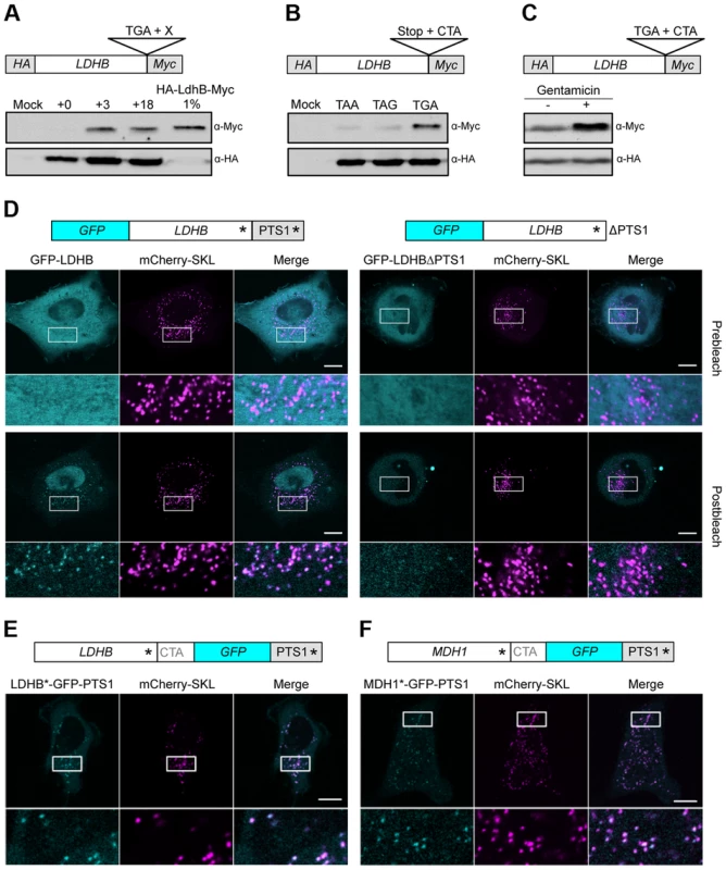 Analysis of peroxisomal targeting of LDHB via translational readthrough in HeLa cells.