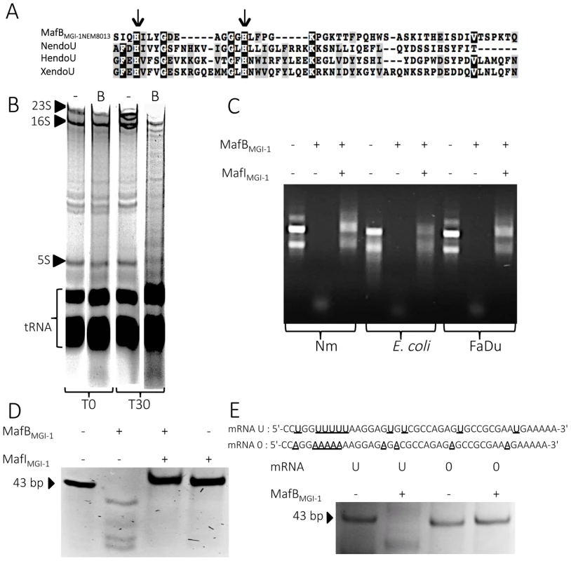 MafB<sub>MGI-1NEM8013</sub> is a bacterial EndoU nuclease.