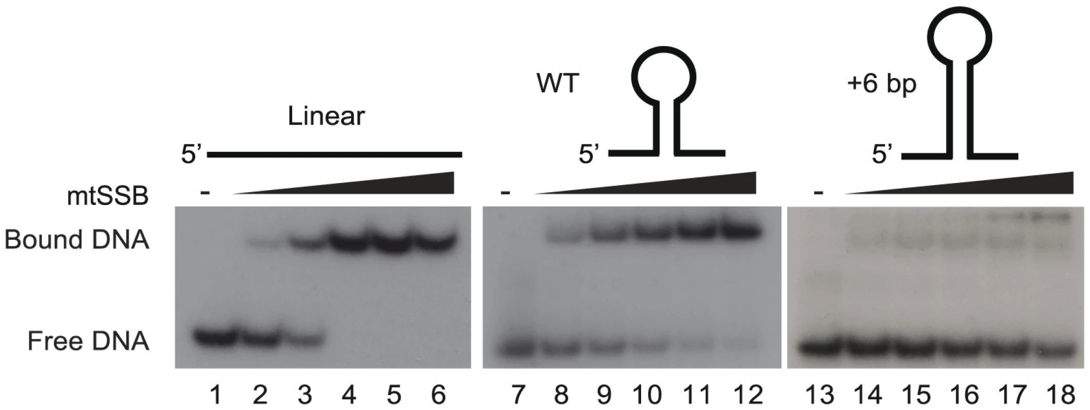 The stem-loop structure of OriL prevents mtSSB binding.