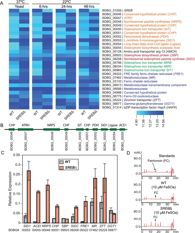 Genes in the <i>SREB</i> regulon involved with iron acquisition and homeostasis.