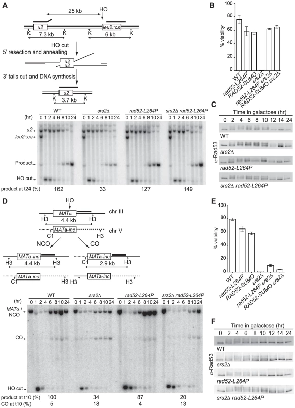 <i>rad52-L264P</i> can only suppress <i>srs2</i>Δ deficiencies in the management of unproductive Rad51 filaments.