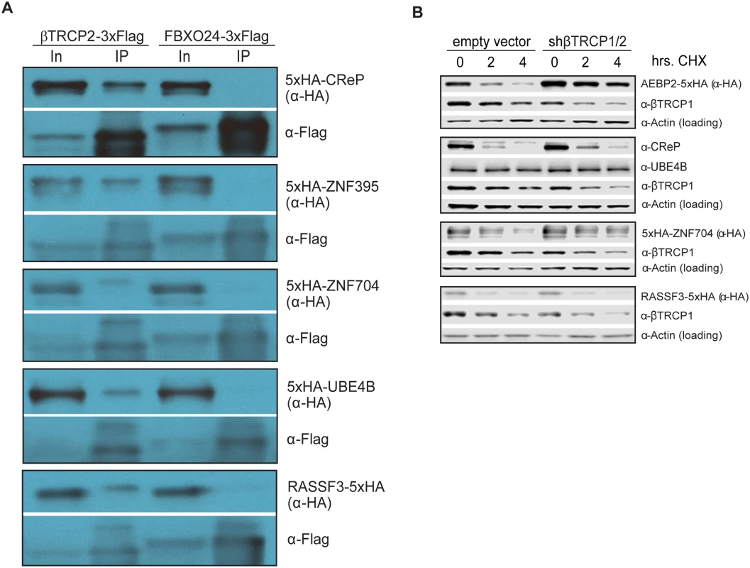 Ubiquitin ligase binding and turnover of a subset of novel βTRCP substrates.