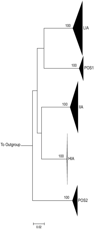 Intra-Patient clustering of HIV-1 <i>env</i> quasi-species.