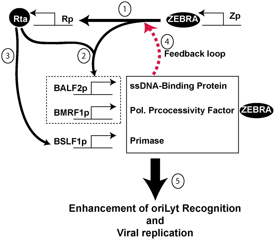 Proposed model for the role of BALF2, BMRF1 and BSLF1 in regulating viral replication.