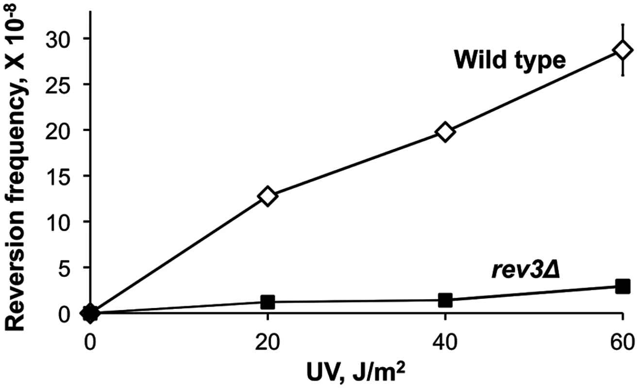 Frequency of UV-induced reversion of the <i>ura3-G764A</i> allele in the wild-type and Polζ-deficient (<i>rev3Δ</i>) strains.