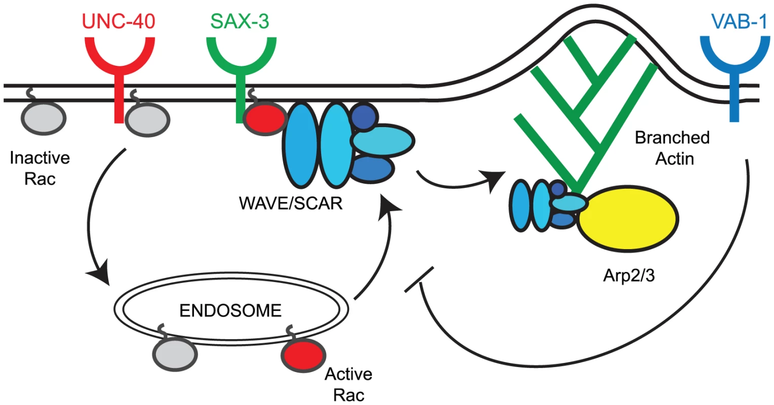 Model for the regulation of the CED-10/Rac1 – WAVE/SCAR – Arp2/3 pathway by axonal guidance receptors.