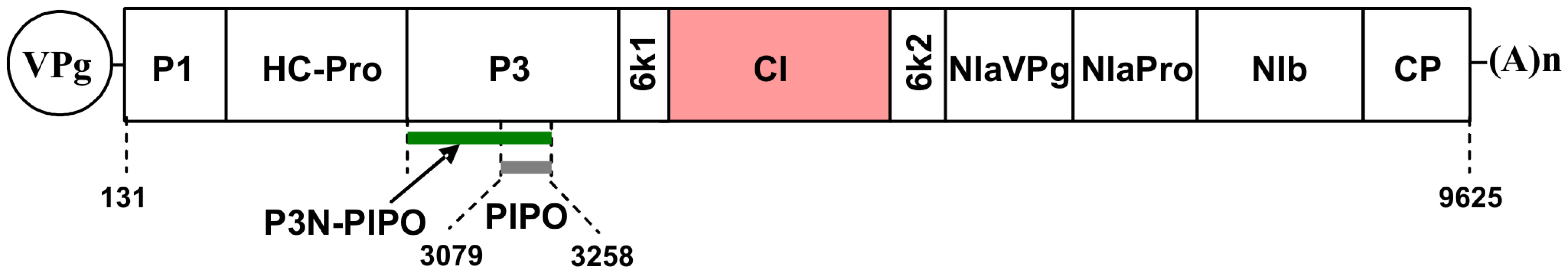 Schematic representation of the TuMV genome.