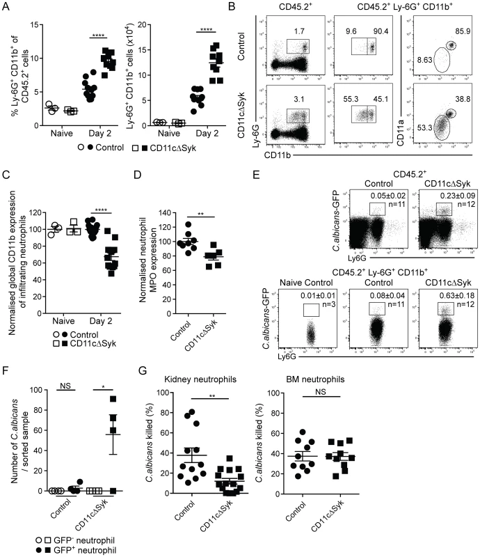 Increased infiltration of defective neutrophils in the kidneys of CD11cΔSyk mice.
