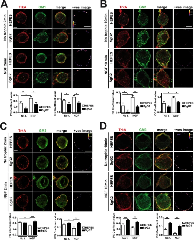 SgG2 promotes the incorporation of TrkA into different microdomains of the plasma membrane.