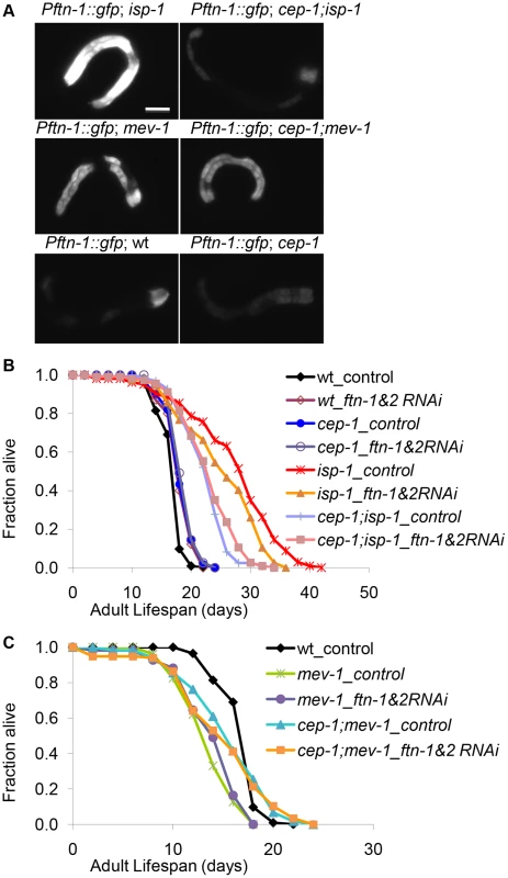 CEP-1-regulated ferritin induction partially mediates the extended lifespan of <i>isp-1</i> mutants.