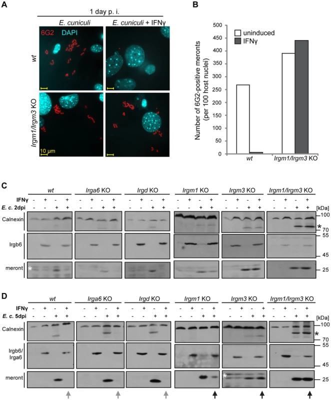 IFNγ suppressive effect on <i>E. cuniculi</i> growth is impaired in GMS-IRG knock-out cells.