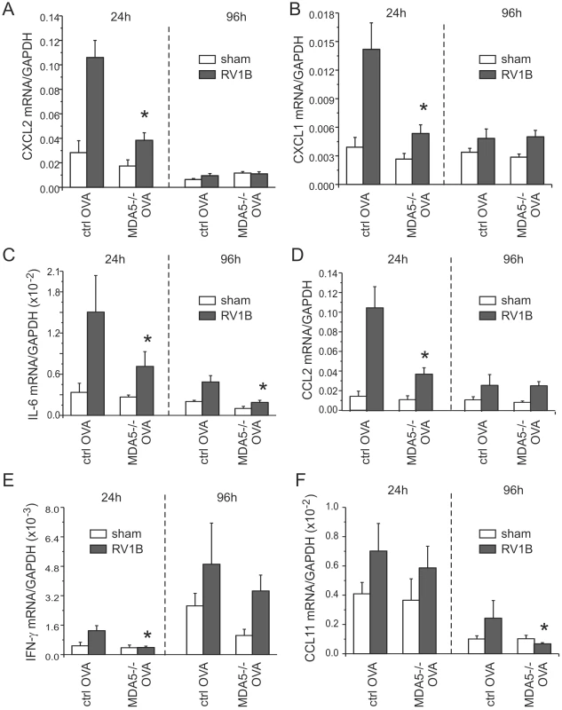 RV1B-induced pro-inflammatory cytokine expression in OVA-treated MDA5−/− mice.
