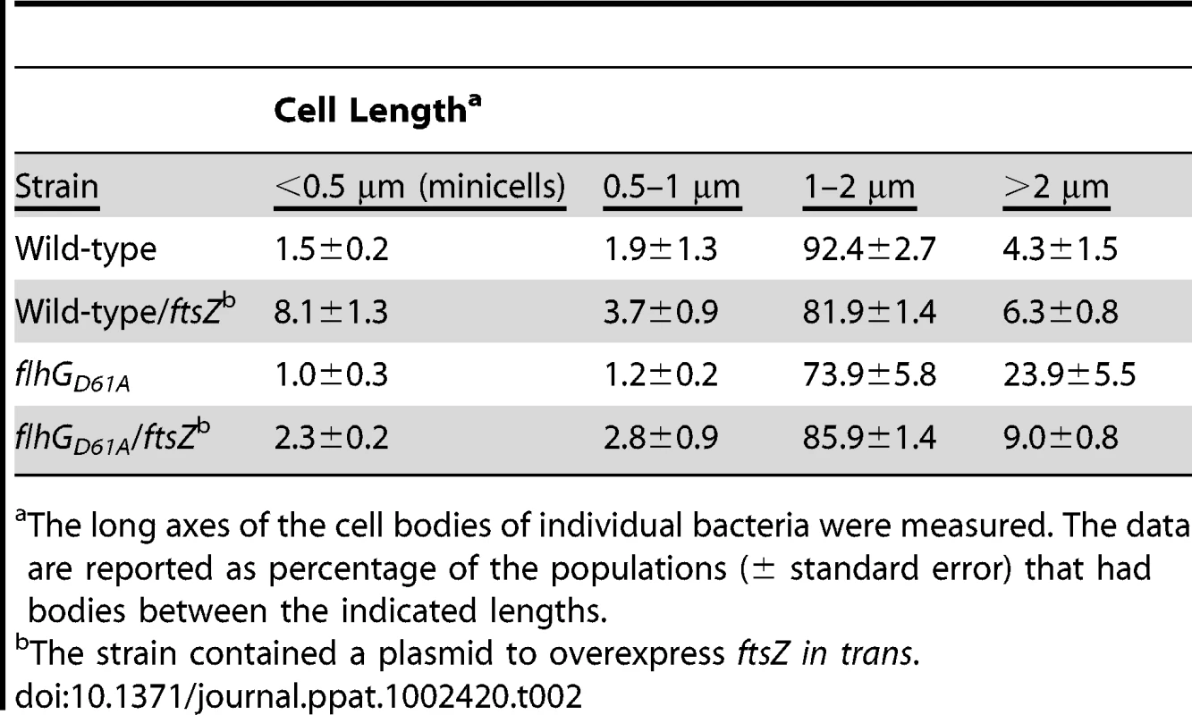 Analysis of the effects of FtsZ overexpression on minicell and elongated cell phenotypes of wild-type <i>C. jejuni</i> and <i>C. jejuni flhG D61A</i>.