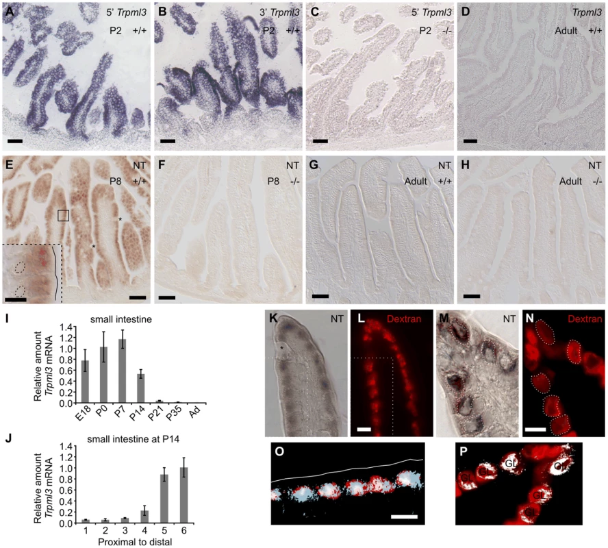 Intestinal enterocytes express <i>Trpml3</i> specifically during the suckling period and accumulate TRPML3 protein in their specialized endolysosomal organelles.