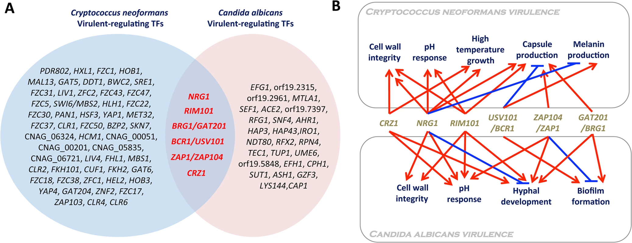 Virulence-regulating transcription factors in <i>Candida albicans</i> and <i>Cryptococcus neoformans</i>.