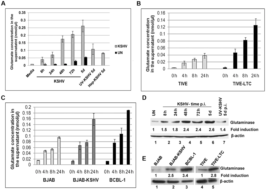 Detection of increased glutamate secretion and glutaminase expression during <i>de novo</i> KSHV infection and in latently infected cells.