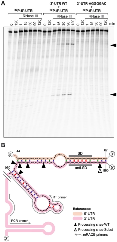 <i>In vitro</i> and <i>in vivo</i> RNase III-mediated processing of the double stranded region generated by <i>icaR</i> 5′-3′-UTRs interaction.