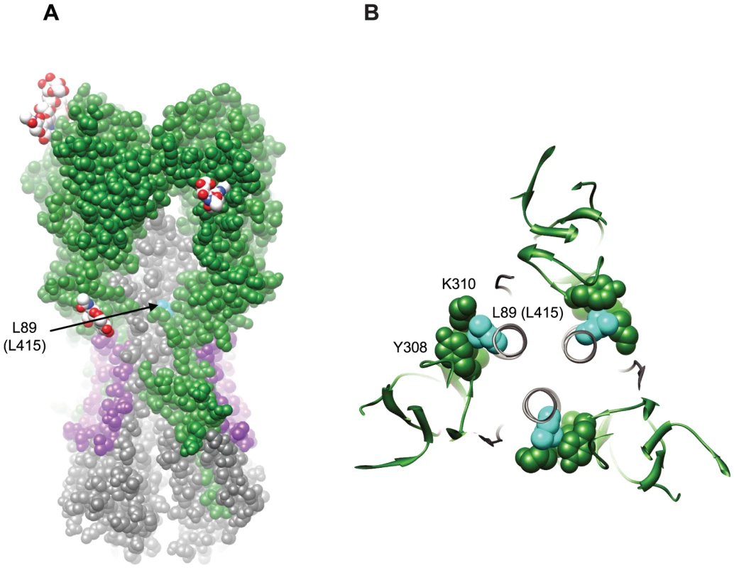 Structural implications for the L89I (L415I) mutation in HA2.