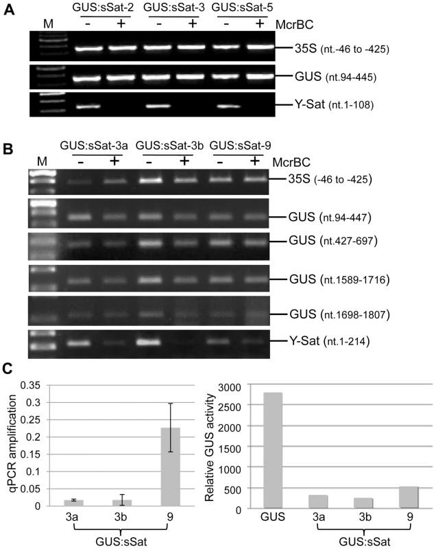 Methylation analysis of the 35S-GUS:sSat transgene in transgenic <i>N. tabacum</i> using McrBC PCR.