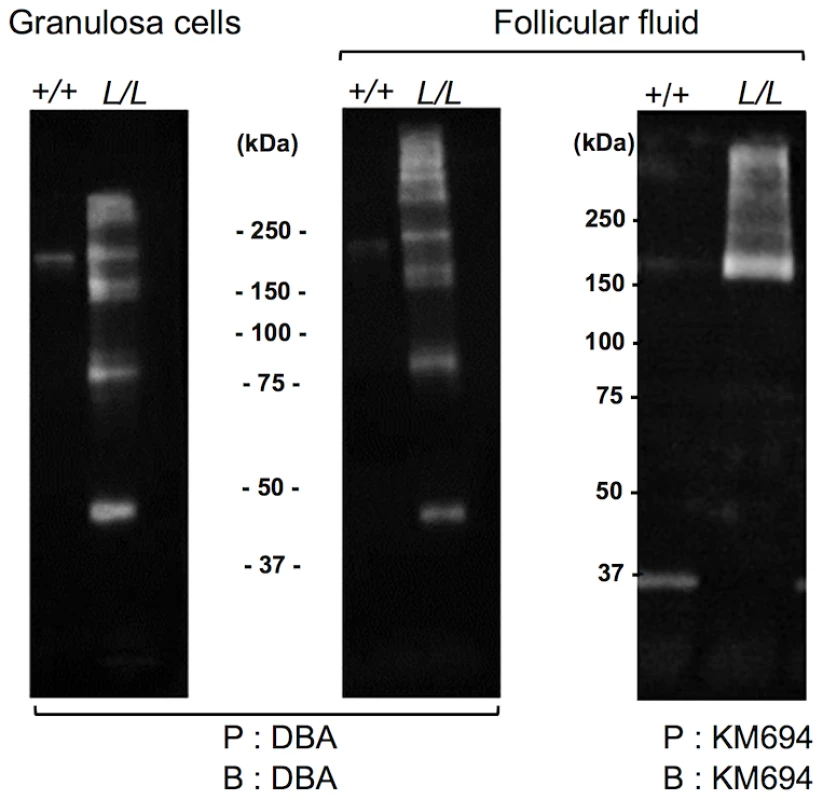 Western immunoblotting analysis of B4GALNT2 transferase activity in Lacaune sheep granulosa cells and follicular fluids.