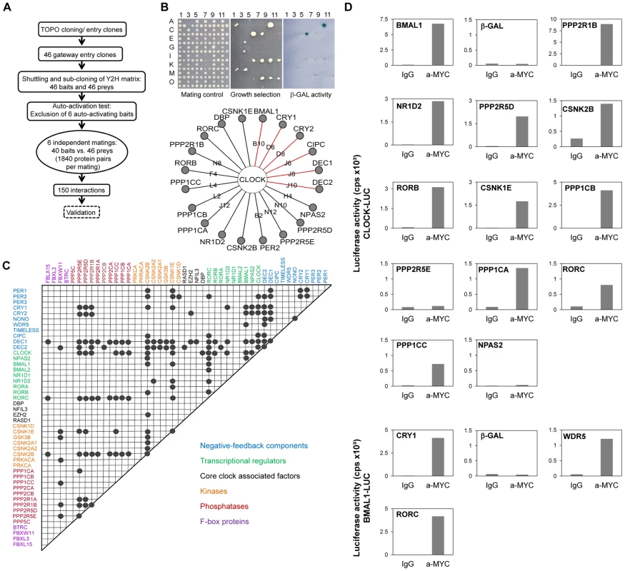 Systematic Interaction Mapping between 46 Circadian Clock Proteins and Associated Components.