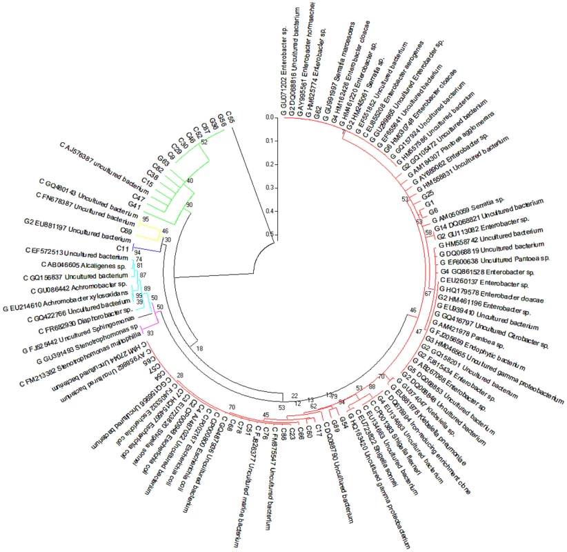 Composition of grasshopper (G) and cutworm (C) gut microbiomes as revealed by 16S analysis.