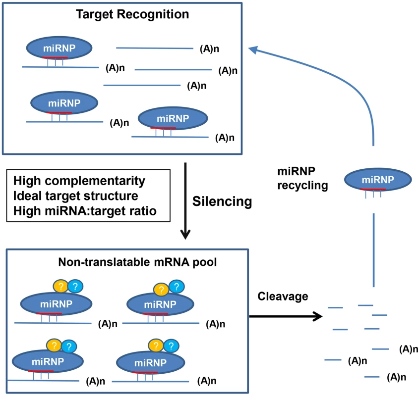 A molecular model for plant miRNA-mediated gene silencing.
