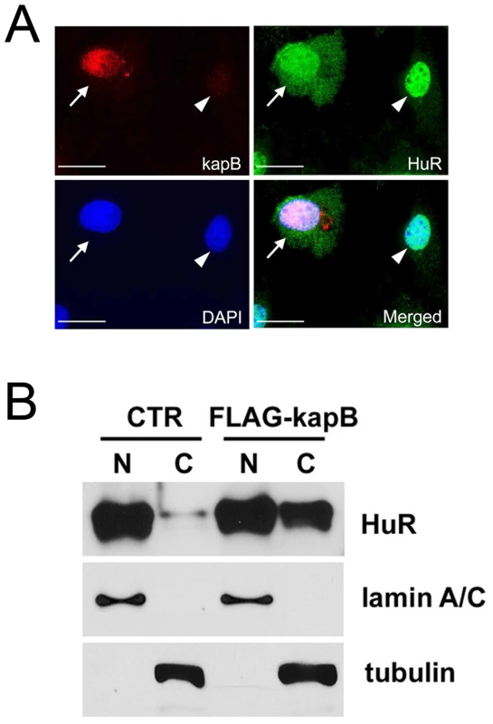 Cytoplasmic accumulation of HuR protein by kaposin-B.