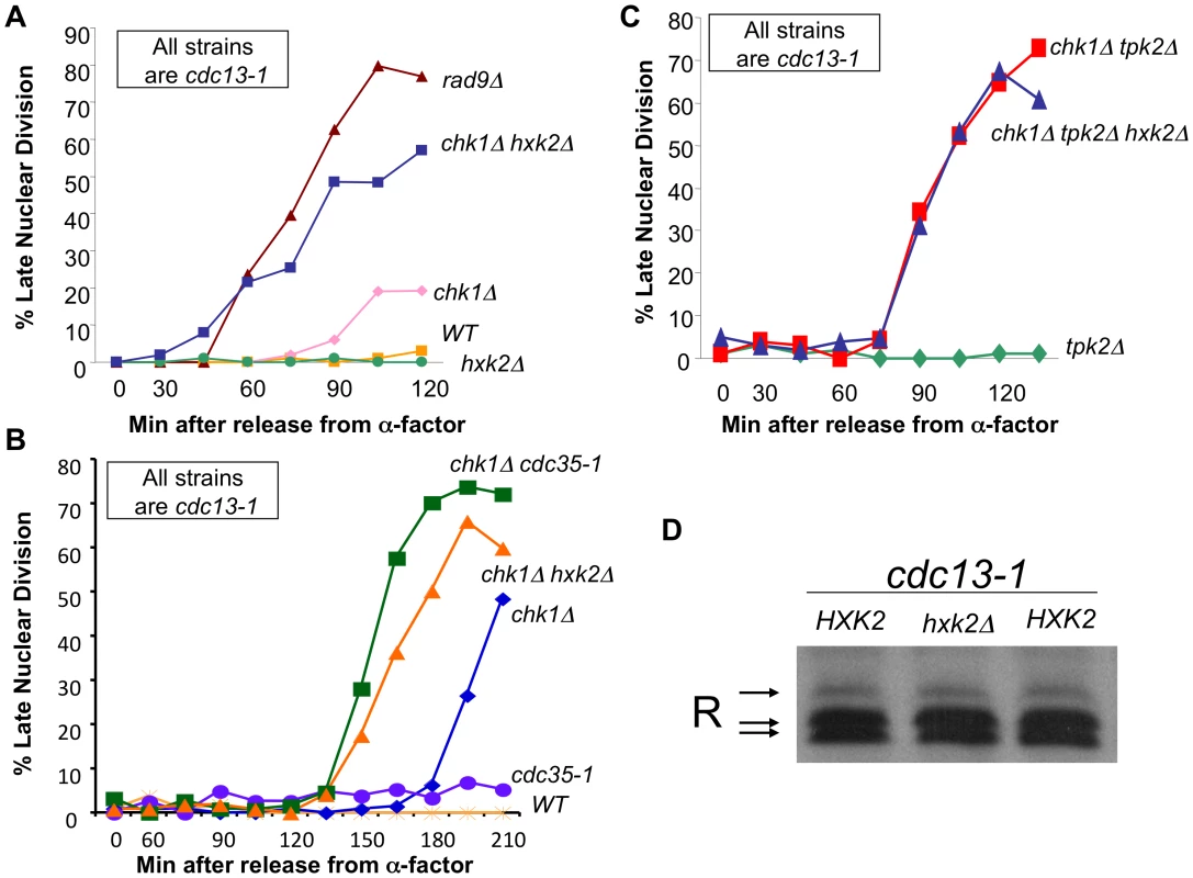 cAMP and Hxk2 are required for the role of PKA in the DNA damage checkpoint.