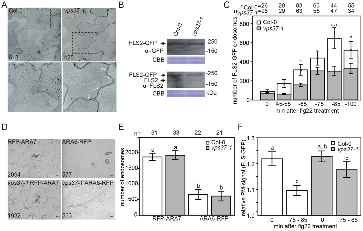Flg22-induced endocytosis of FLS2 is compromised in <i>vps37-1</i> mutants but not steady-state ARA6/RabF1 and ARA7/RabF2b endosomal numbers.