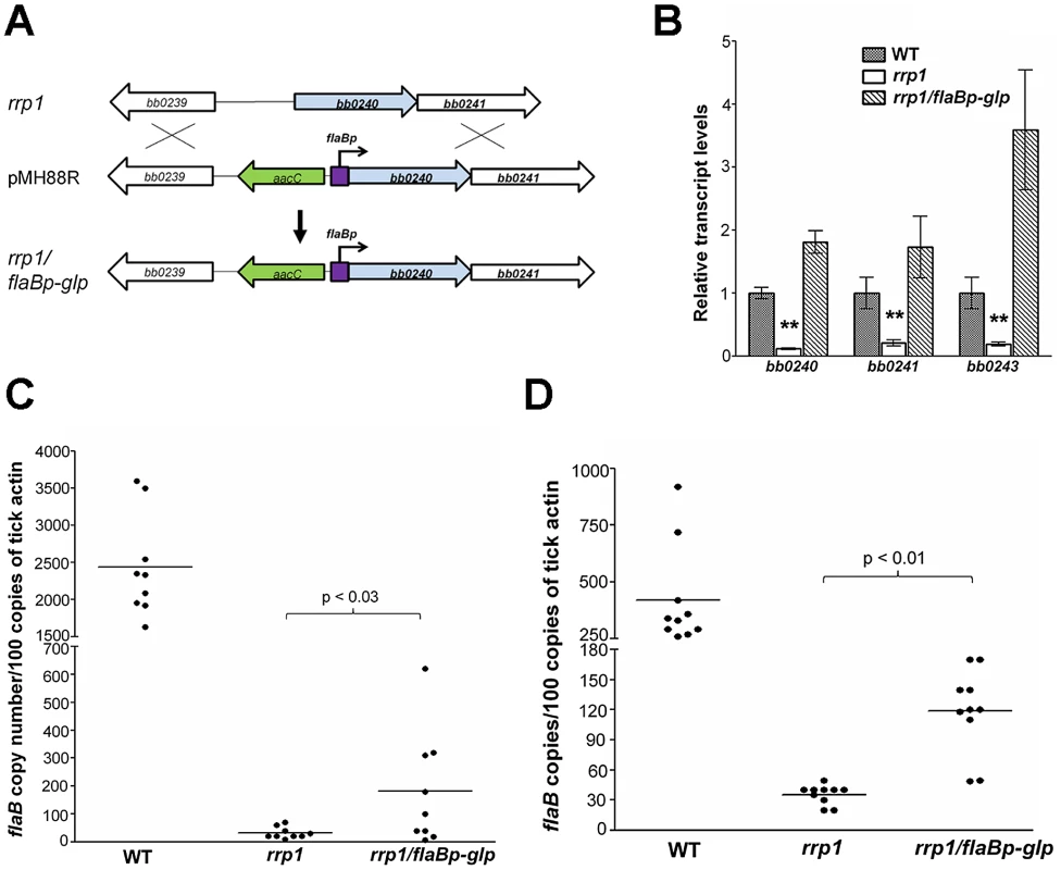 Constitutive expression of glycerol metabolism genes in the <i>rrp1</i> mutant partially restored spirochetal survival in ticks.