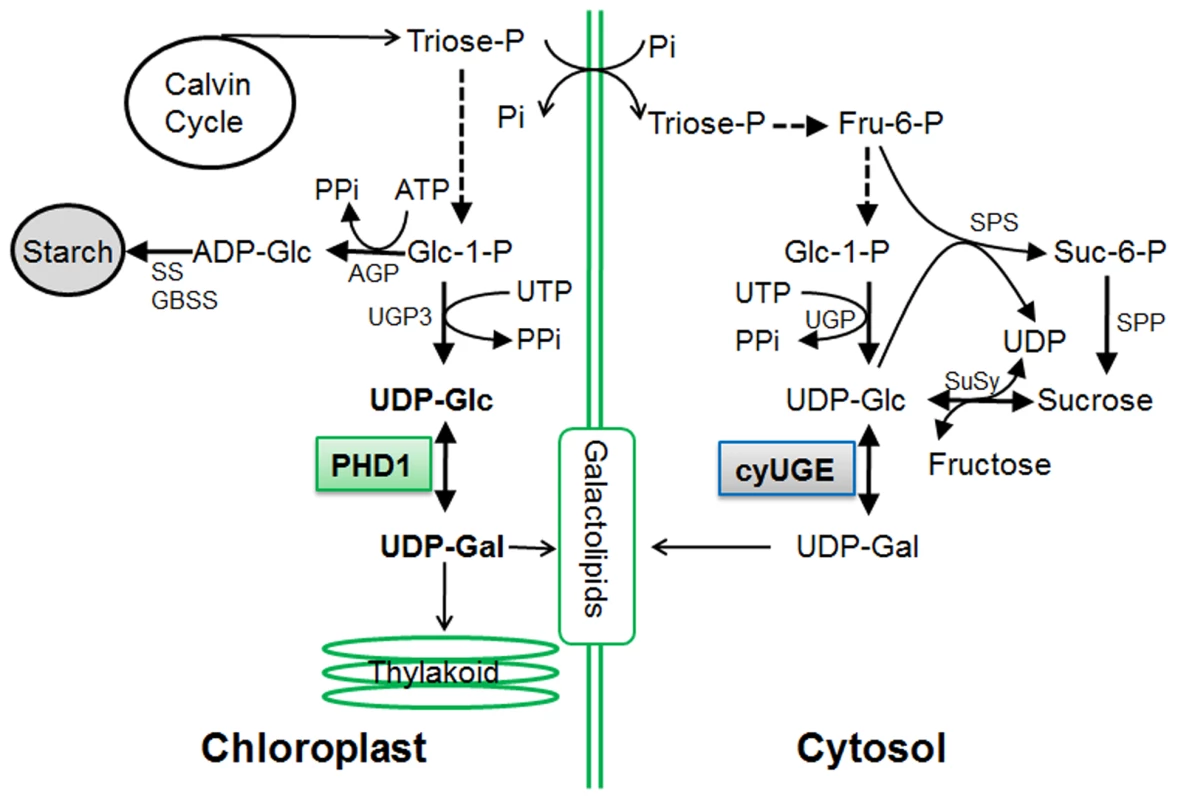 Proposed model for the role of PHD1 in the galactolipid biosynthetic pathway for chloroplast membranes.