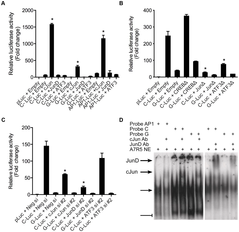 AP-1 dependent transcriptional regulation at rs12190287 <i>in vitro</i>.