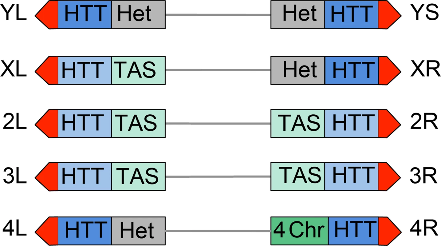 Structure of <i>Drosophila</i> telomeres and subtelomeres.