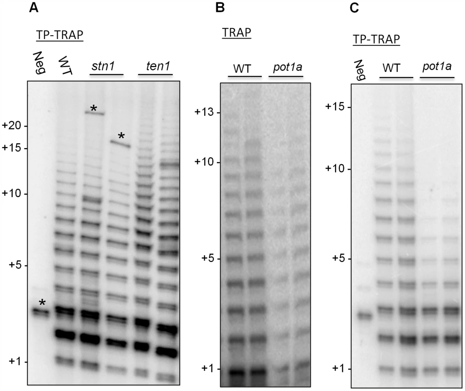 POT1a promotes synthesis of long telomere repeat arrays.