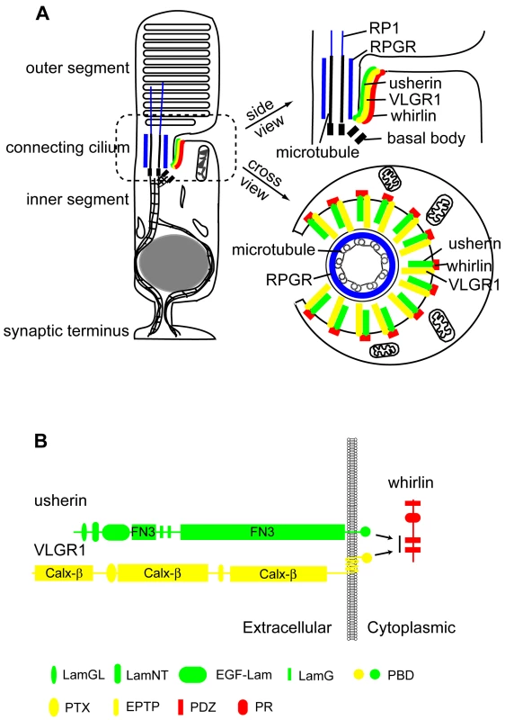 Schematic diagrams illustrate the USH2 multi-protein complex at the PMC in photoreceptors.