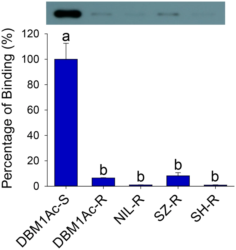 Reduced Cry1Ac binding in BBMV samples of larvae from resistant compared to susceptible <i>P</i>. <i>xylostella</i> strains.