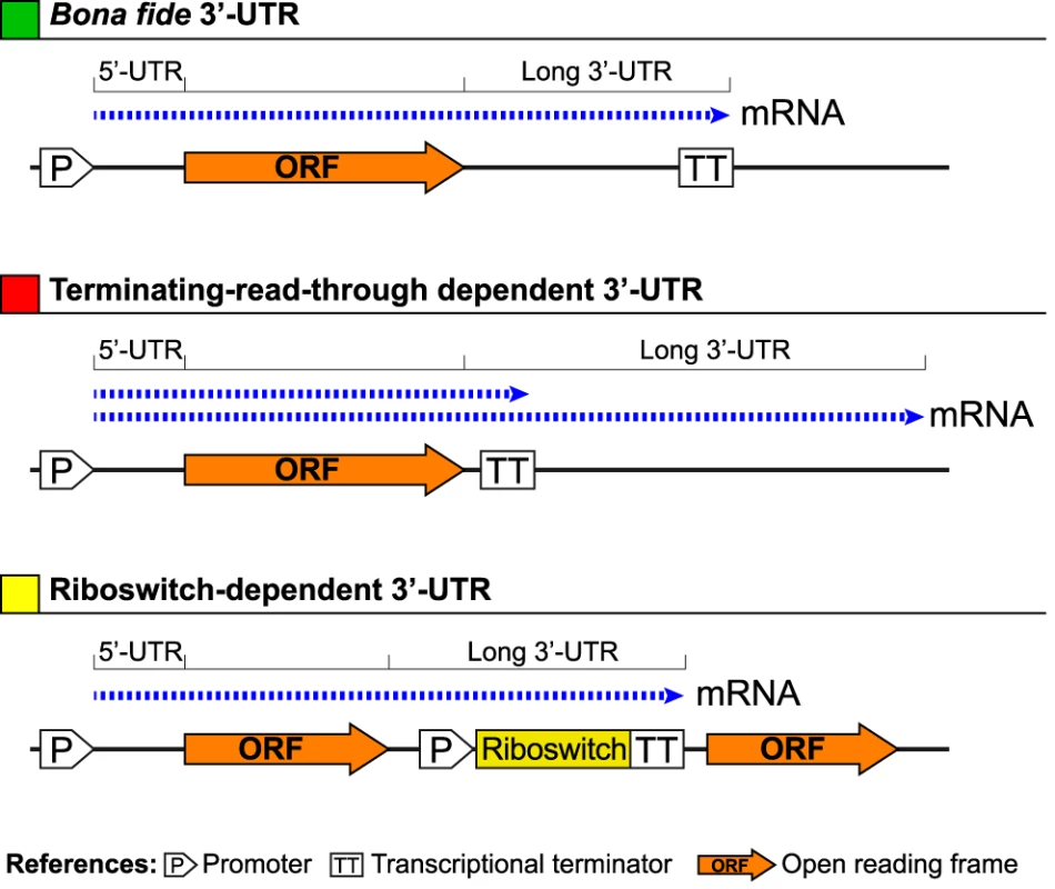 Schematic representation of how long bacterial 3′-UTRs can be generated.