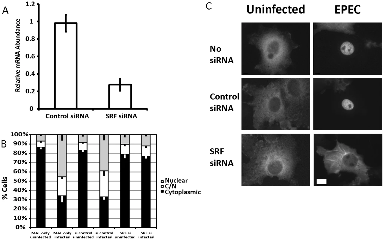 SRF is important for EPEC induced MAL-GFP translocation.