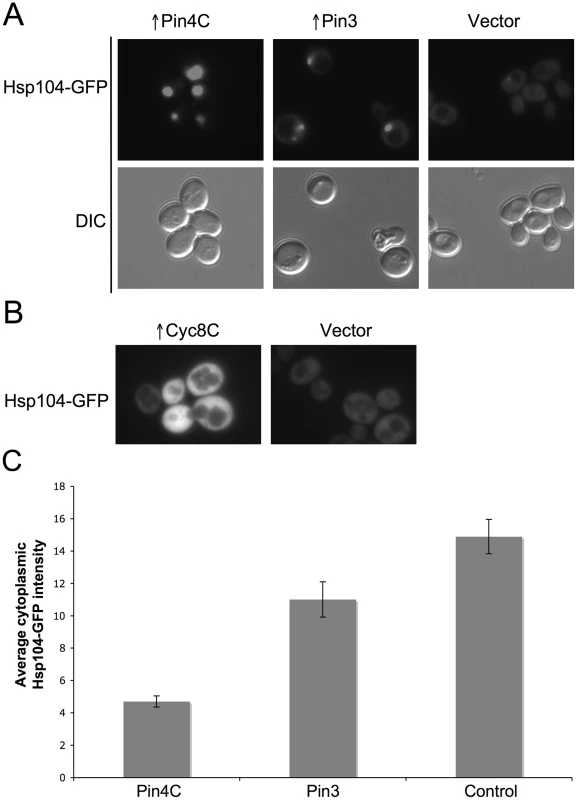 Effects of overexpressed Pin3 and Cyc8C on Hsp104.