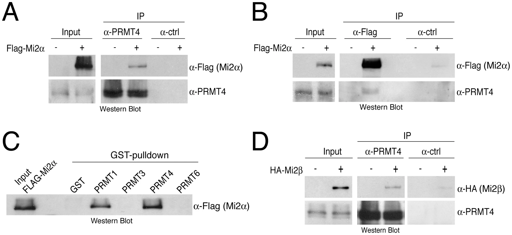PRMT4 interacts with Mi2α and Mi2β.