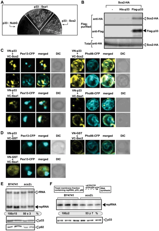 The tombusvirus p33 replication protein binds to the yeast Scs2p VAP protein in the ER.