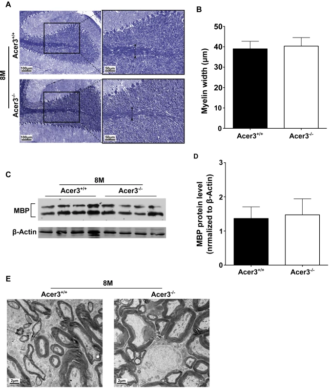 Acer3 knockout does not affect myelination.