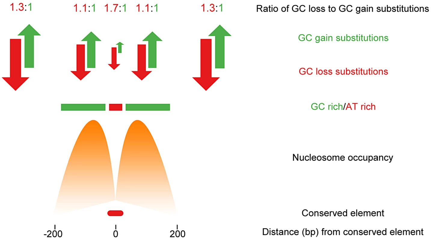 Non-neutral evolution within large regions flanking CNEs in &lt;i&gt;Drosophila&lt;/i&gt; acts to maintain sequence composition and favourable nucleosome positioning.