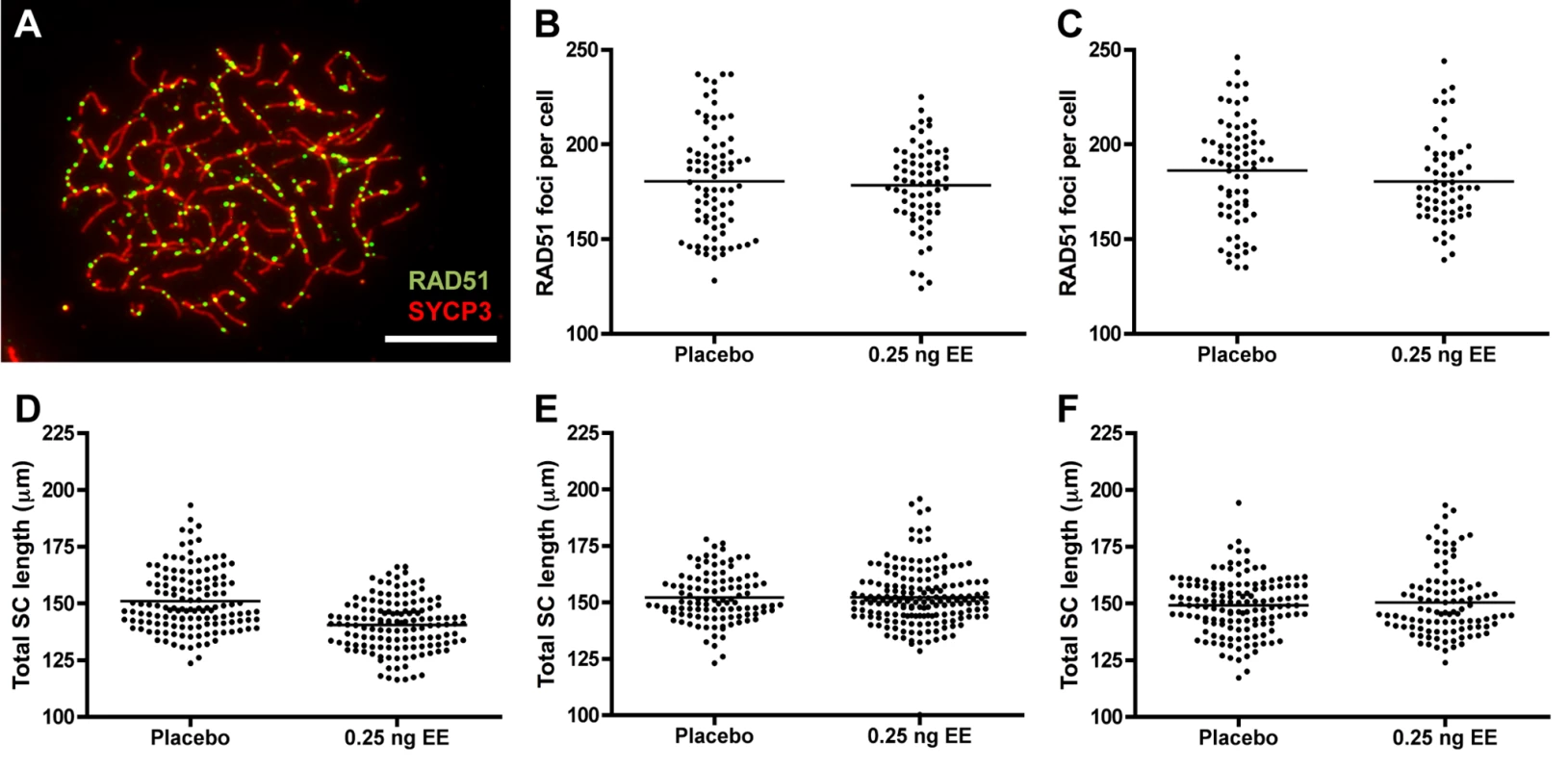 RAD51 foci counts and SC length measurements in placebo and exposed CD-1 males.