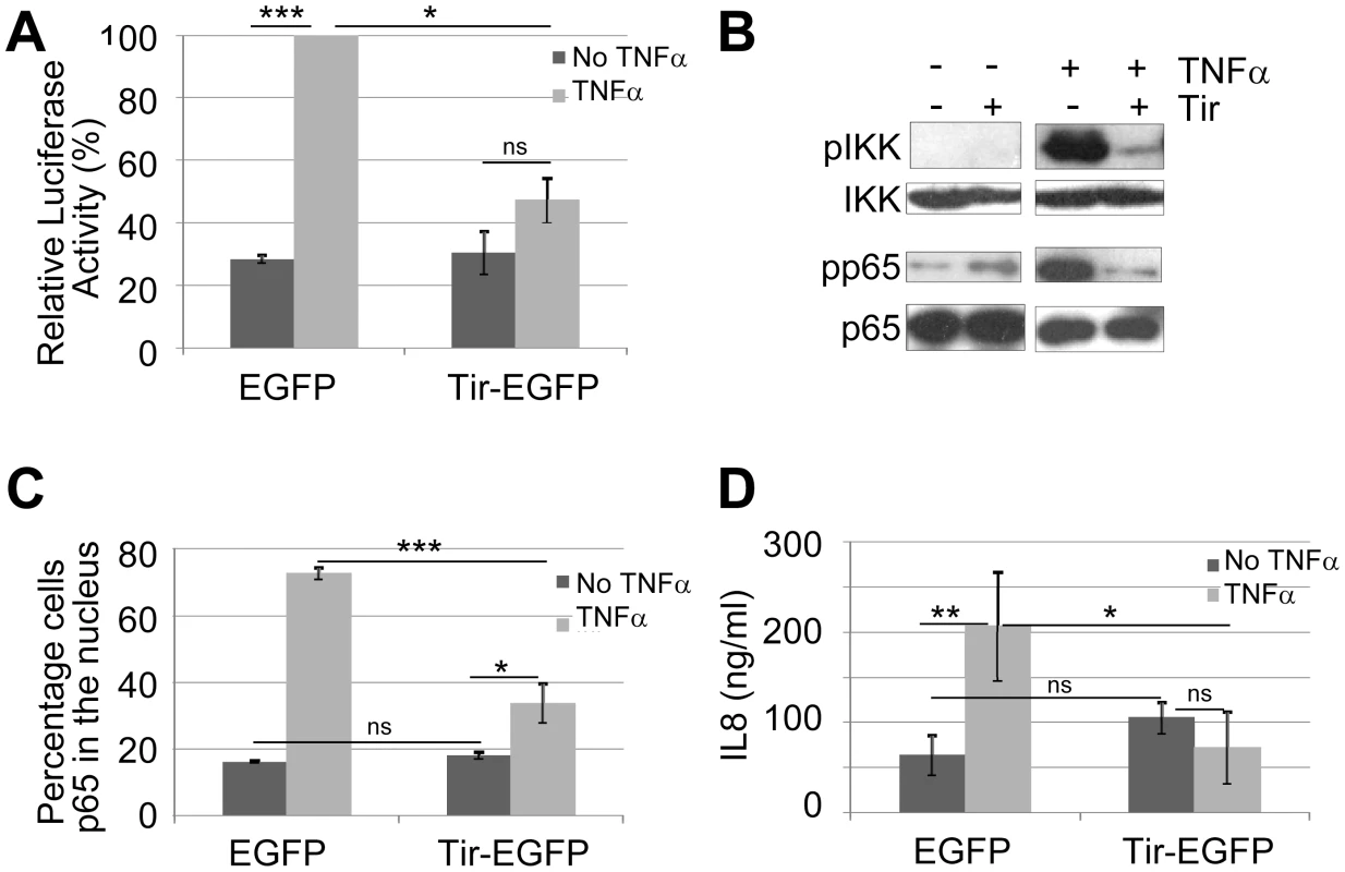 Ectopically-expressed Tir is a potent inhibitor of TNFα-induced NF-κB activity.