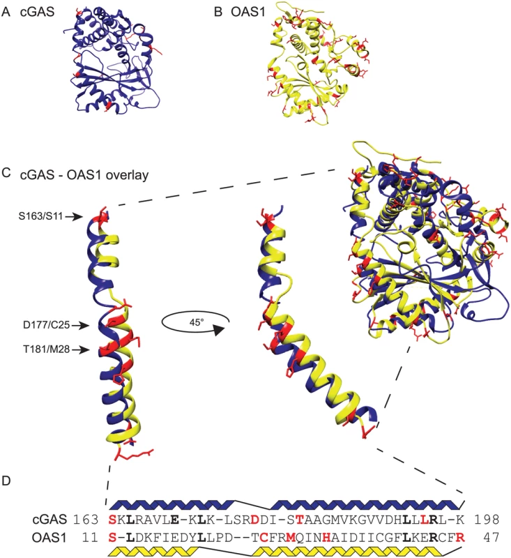 Structurally related cGAS and OAS1 proteins share positions under positive selection.