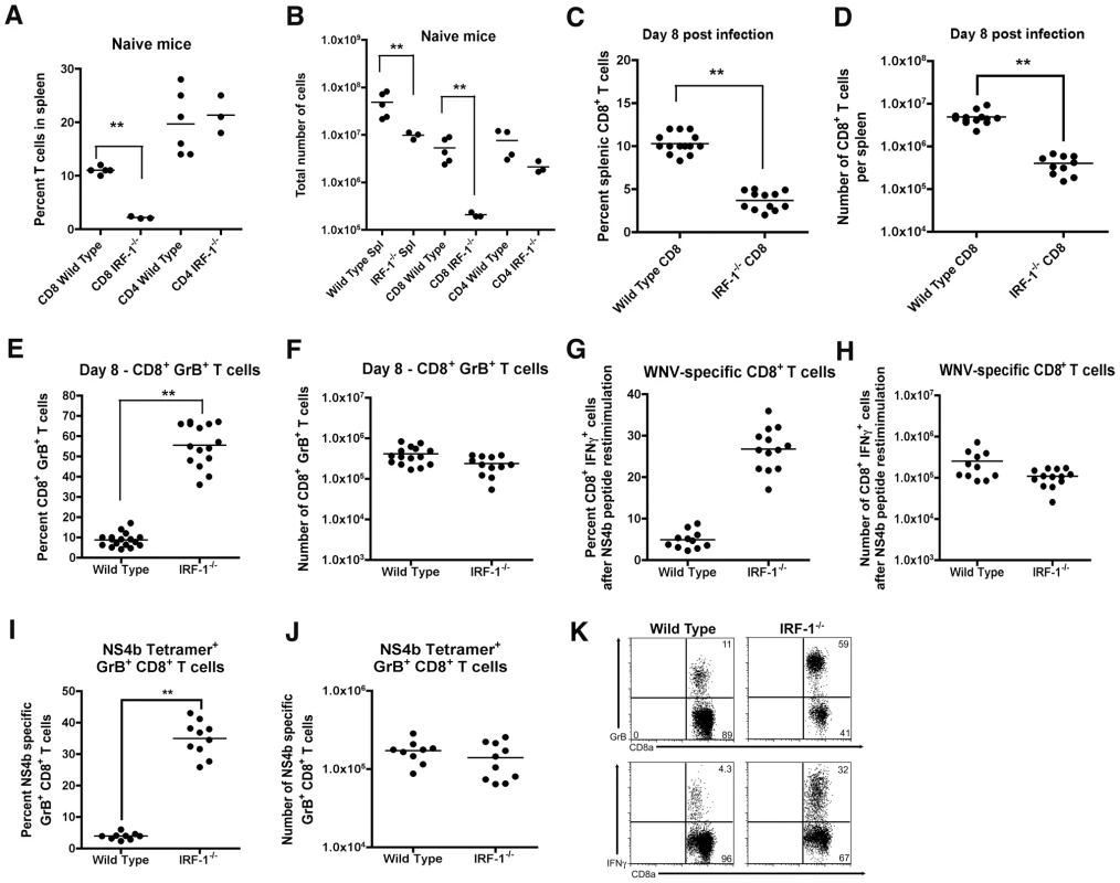 Splenic T cell responses in <i>IRF-1</i><sup>-/-</sup> mice.