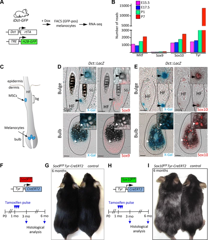 Sox9 is not expressed in the mouse melanocytic lineage and is not functionally required for the maintenance of melanocyte stem cells and melanocytes in the postnatal skin.